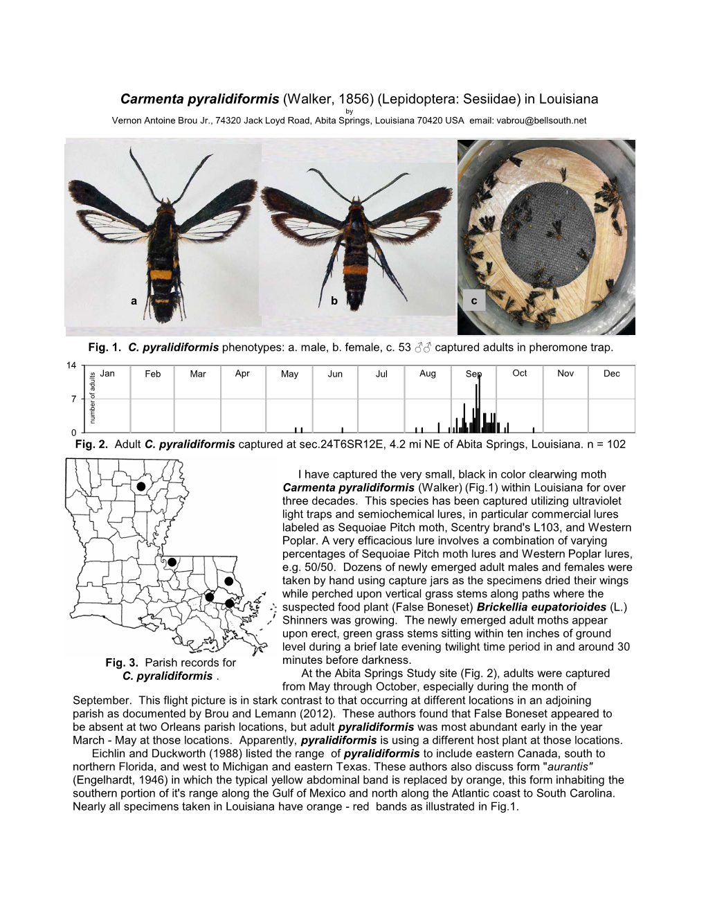 Carmenta Pyralidiformis (Walker, 1856) (Lepidoptera: Sesiidae) In