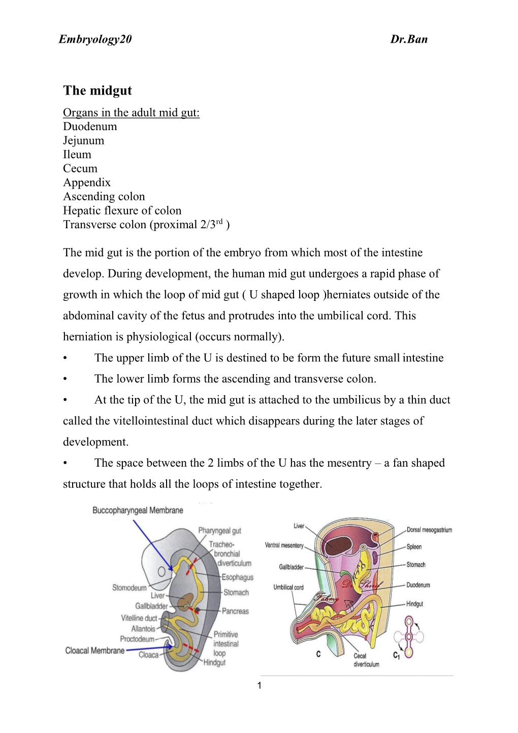 Embryology20 Dr.Ban