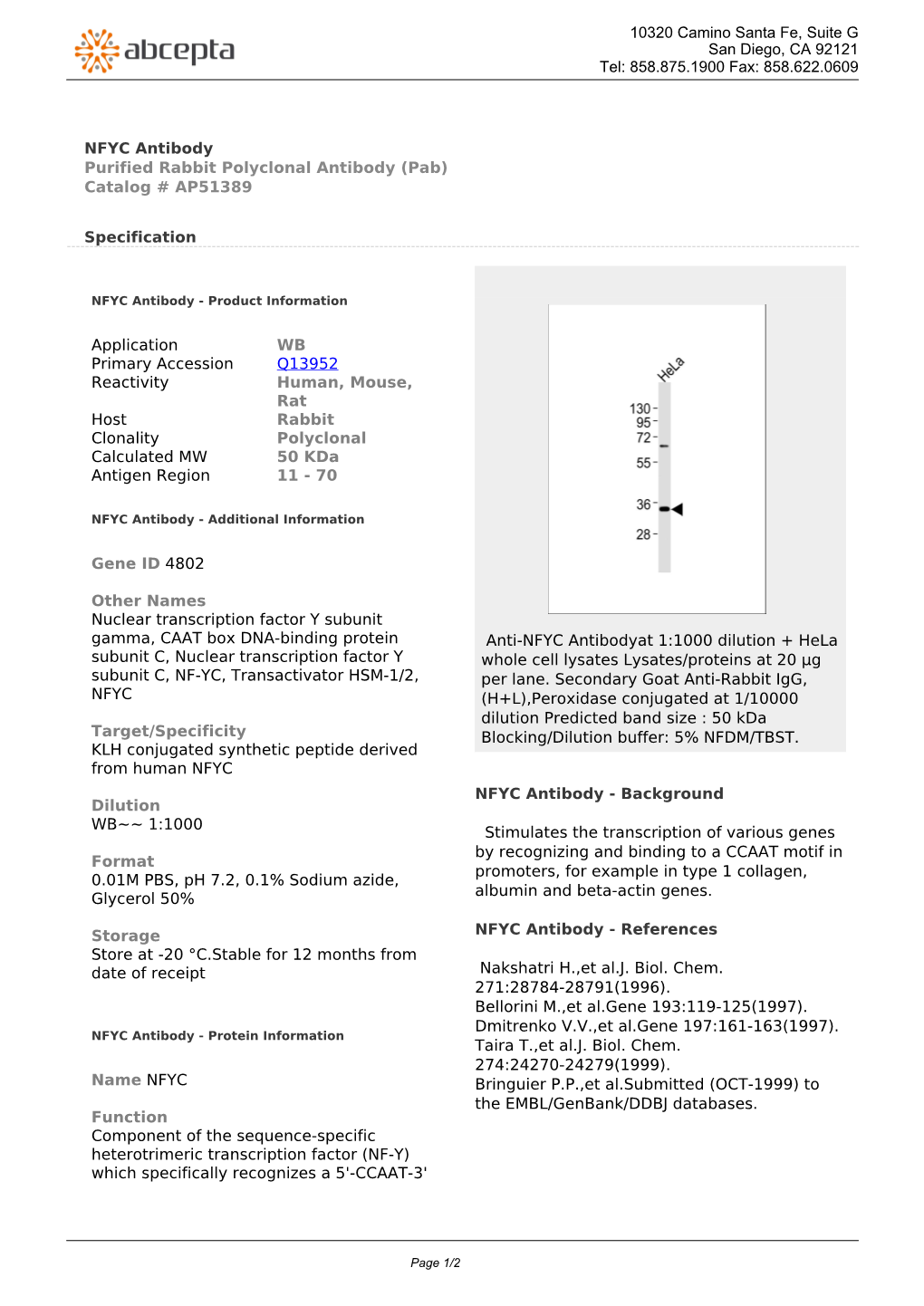 NFYC Antibody Purified Rabbit Polyclonal Antibody (Pab) Catalog # AP51389