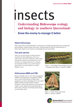 Insects-Understanding Helicoverpa Ecology and Biology