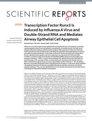 Transcription Factor Runx3 Is Induced by Influenza a Virus and Double-Strand RNA and Mediates Airway Epithelial Cell Apoptosis