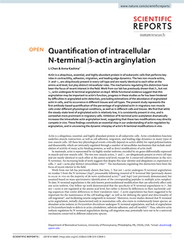 Quantification of Intracellular N-Terminal Β-Actin Arginylation