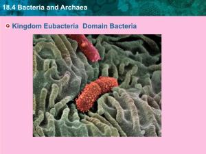 18.4 Bacteria and Archaea Kingdom Eubacteria Domain Bacteria