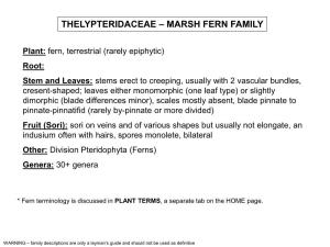 Thelypteridaceae – Marsh Fern Family