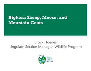Bighorn Sheep, Moose, and Mountain Goats