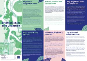 Download the Map & Guide to Brighton's Elm Tree Collection