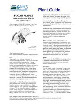 Sugar Maple Acer Saccharum