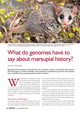 What Do Genomes Have to Say About Marsupial History?