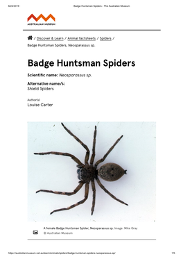 Badge Huntsman Spiders - the Australian Museum