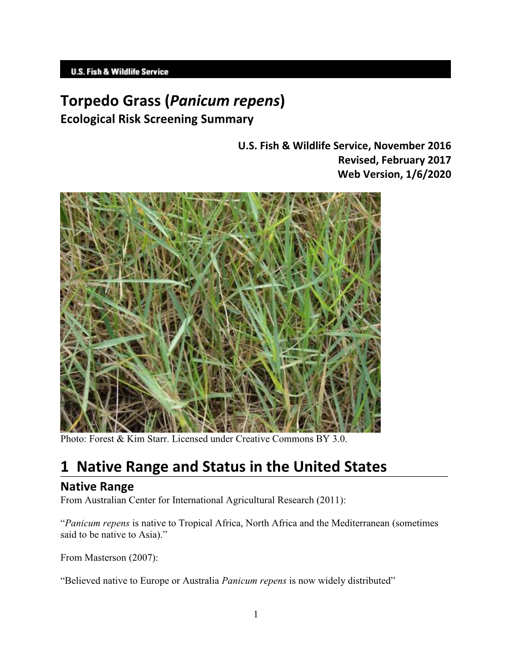 Panicum Repens) Ecological Risk Screening Summary