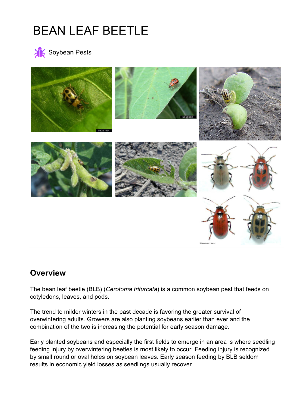 Bean Leaf Beetle