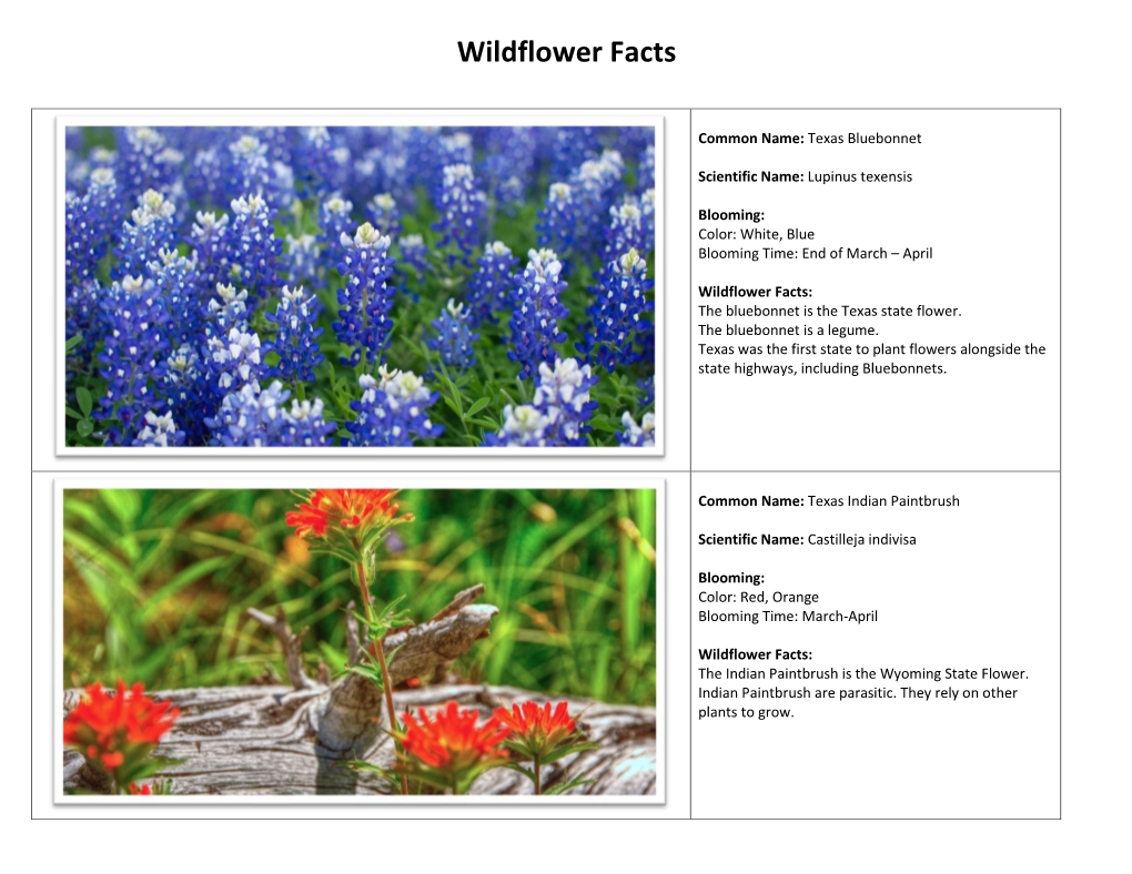 Wildflower Facts