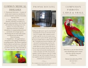 Parrot Brochure