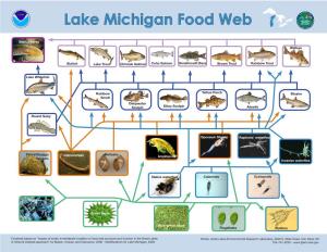 Lake Michigan Food Web MENT of C
