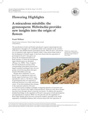 Gymnosperm Welwitschia Provides New Insights Into the Origin of Flowers