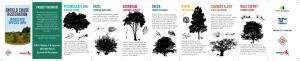 Tree Species Leaflet