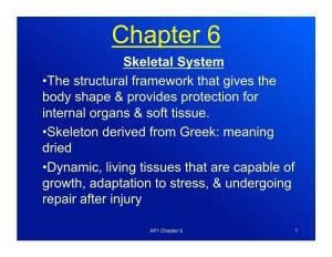 Chapter 6 Skeletal System • the Structural Framework That Gives the Body Shape & Provides Protection for Internal Organs & Soft Tissue