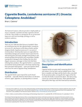 Cigarette Beetle, Lasioderma Serricorne (F.) (Insecta: Coleoptera: Anobiidae)1 Brian J