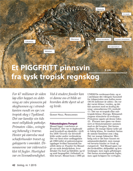 Hasle G. Macrocranion Tupaiodon, Et Piggfritt Pinnsvin Fra Tysk Tropisk