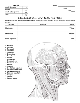 Muscles of the Head, Face, and Neck Identify the Muscles That Accomplish the Actions Listed Below
