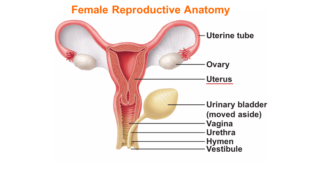 4.1 Lecture Uterus Gross Anatomy