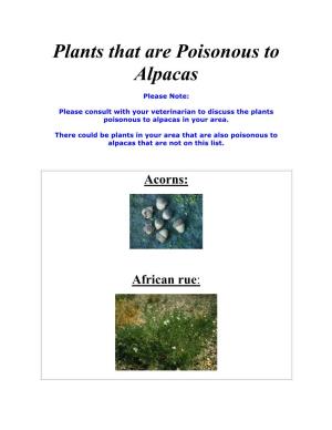 Plants That Are Poisonous to Alpacas