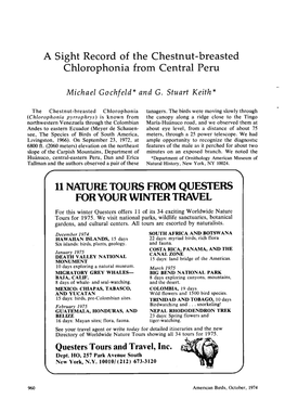 A Sight Record of the Chestnut-Breasted Chlorophonia from Central Peru