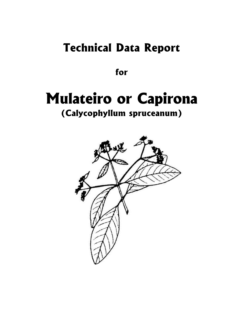 Mulateiro Or Capirona (Calycophyllum Spruceanum) © Copyrighted 2006