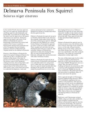Delmarva Peninsula Fox Squirrel Sciurus Niger Cinereus