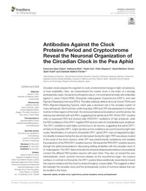 Antibodies Against the Clock Proteins Period and Cryptochrome Reveal the Neuronal Organization of the Circadian Clock in the Pea Aphid