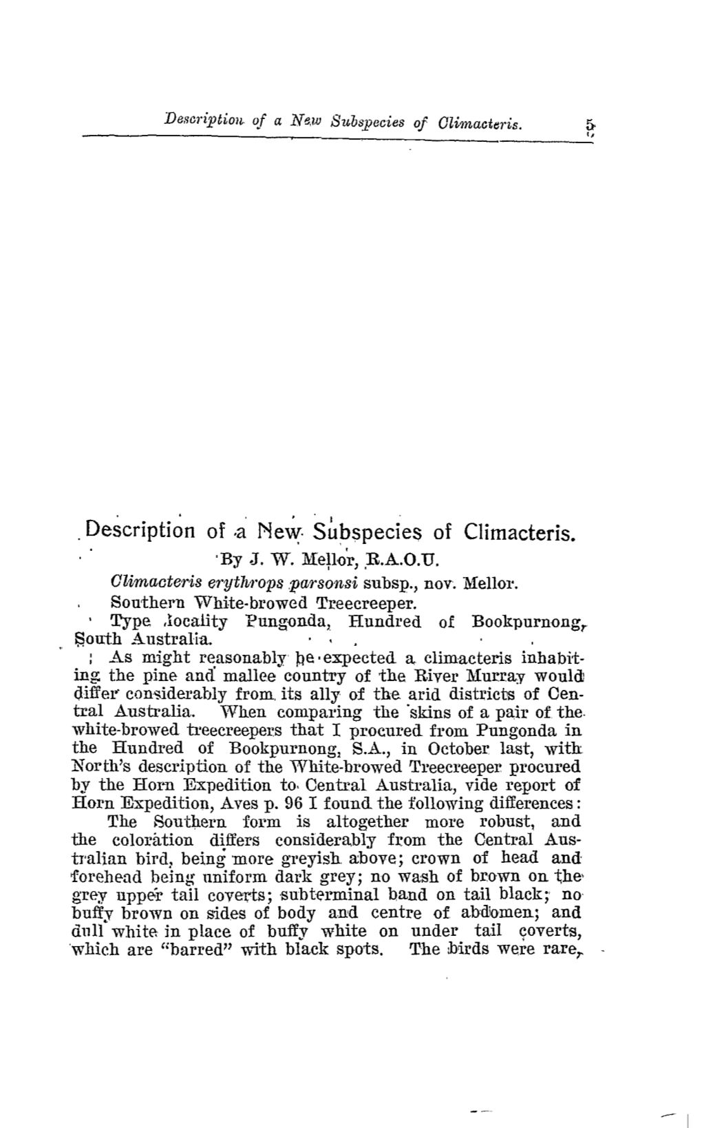 Description of .A Ne~. Subspecies of Climacteris