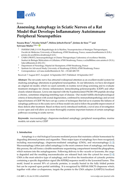 Assessing Autophagy in Sciatic Nerves of a Rat Model That Develops Inﬂammatory Autoimmune Peripheral Neuropathies