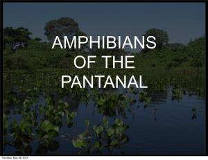 Amphibians of the Pantanal