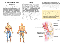 SAPHENOUS NERVE BLOCK ANATOMY Rius Muscle (Figure 21-3)