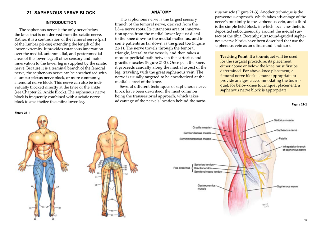 SAPHENOUS NERVE BLOCK ANATOMY Rius Muscle (Figure 21-3) - DocsLib