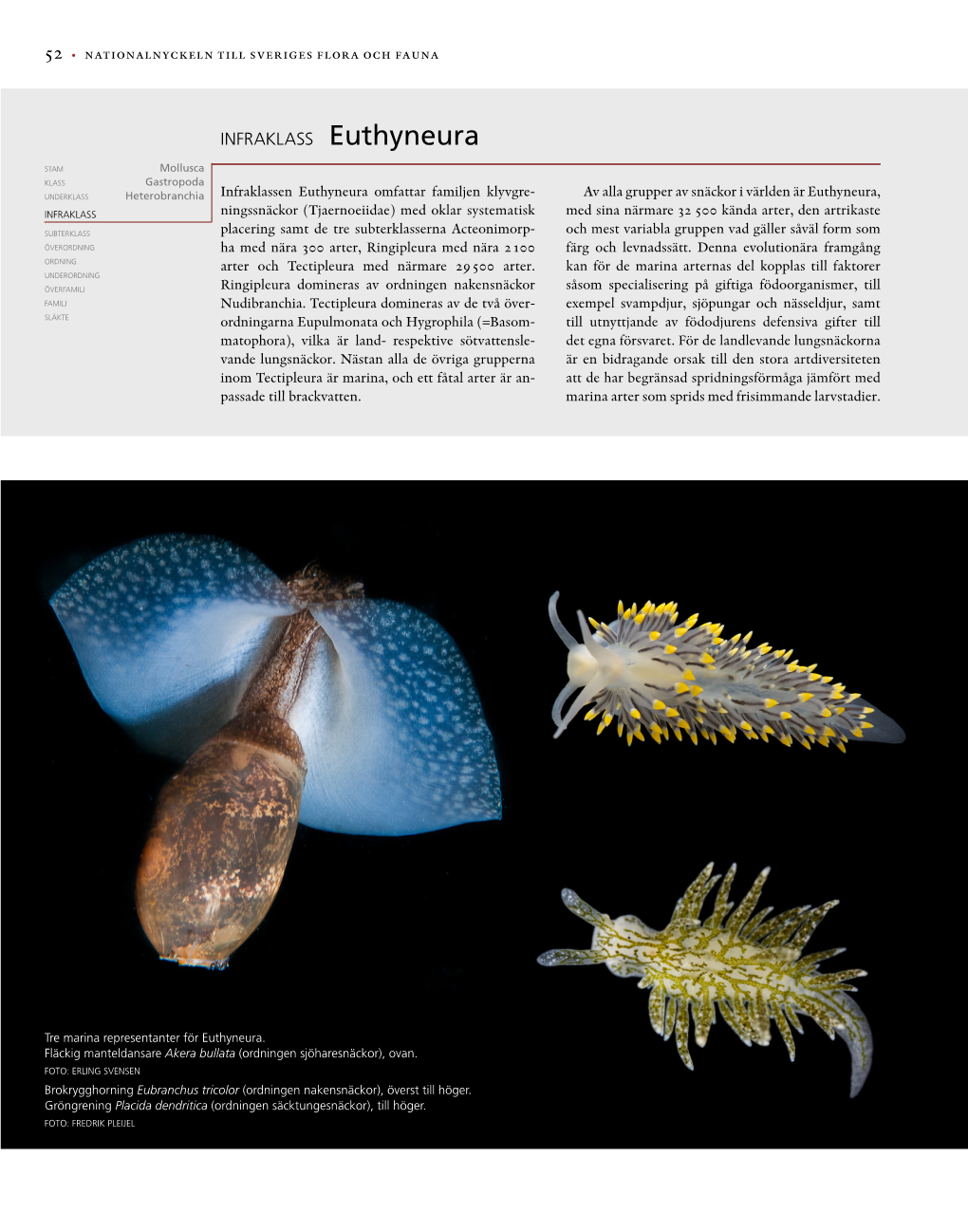 Infraklass Euthyneura