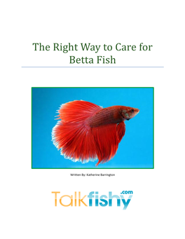 The Right Way to Care for Betta Fish