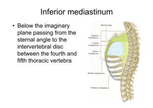 Inferior Mediastinum