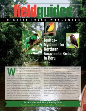 Iquitos– My Quest for Northern White-Eared Jacamar