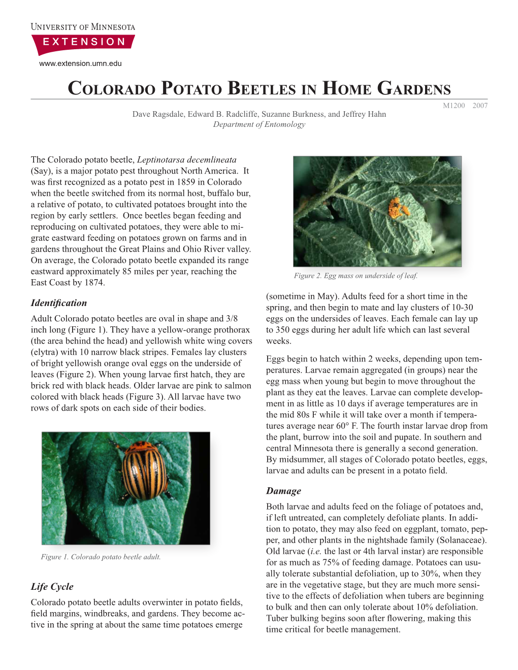 Colorado Potato Beetles in Home Gardens M1200 2007 Dave Ragsdale, Edward B