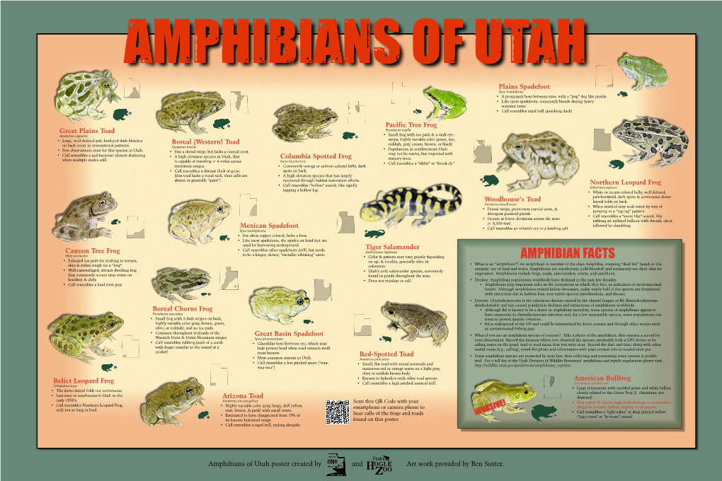 AMPHIBIAN FACTS • What Is an “Amphibian”? an Amphibian Is Member of the Class Amphibia, Meaning “Dual Life” Based on the Skin Is Rather Rough for a “Frog”