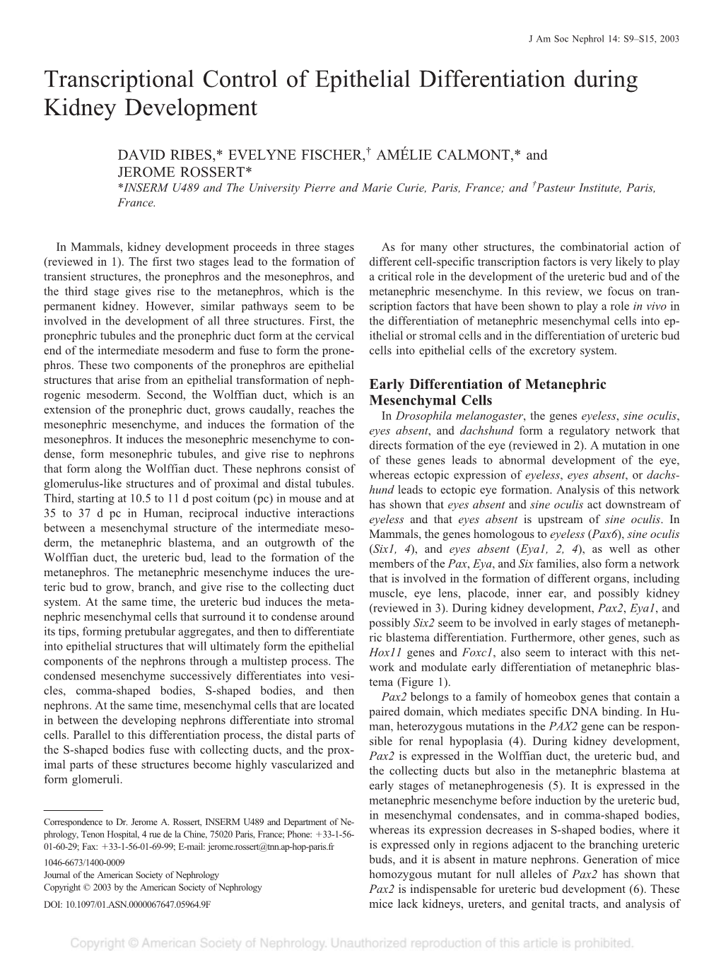 Transcriptional Control of Epithelial Differentiation During Kidney Development