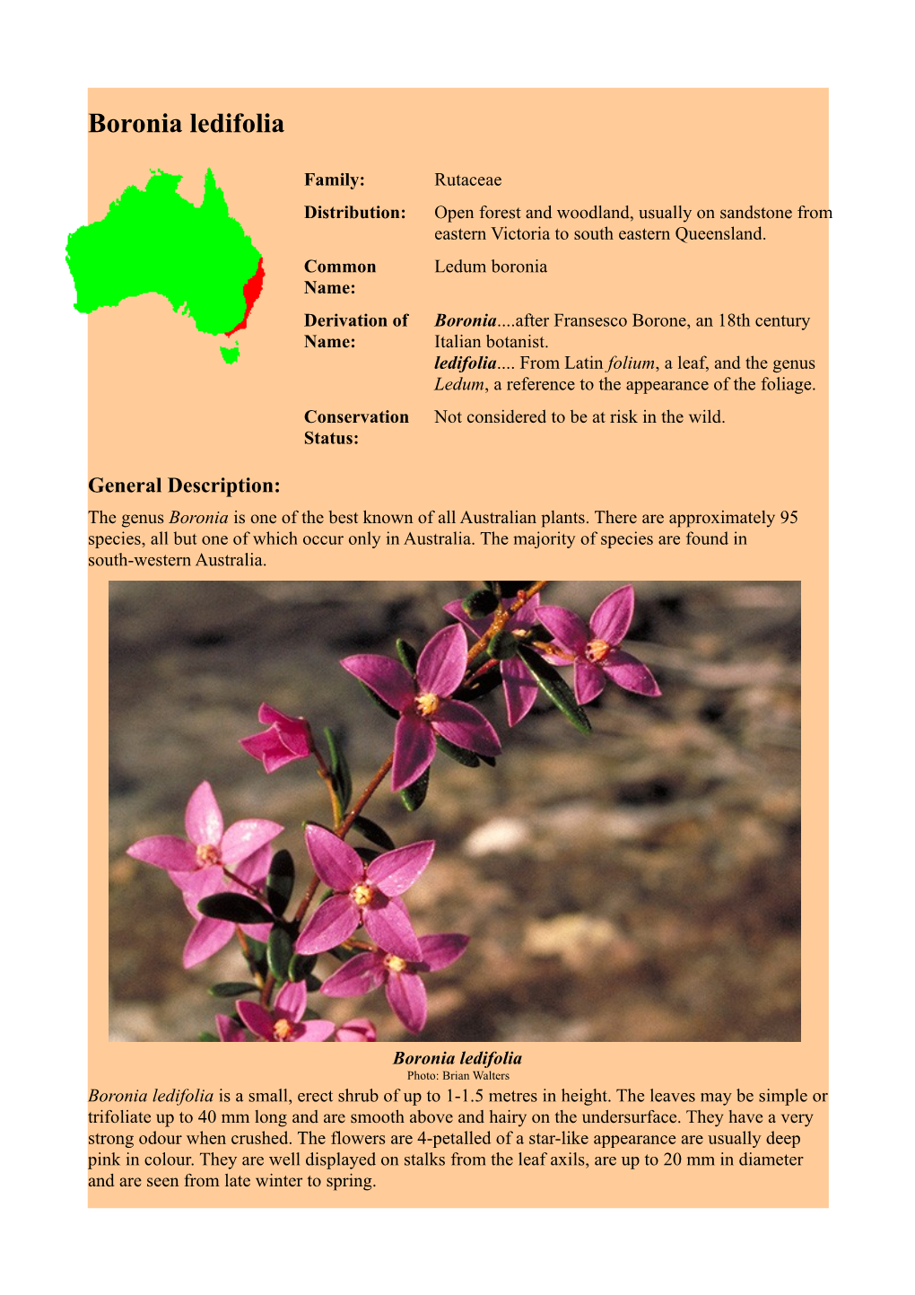 Boronia Ledifolia