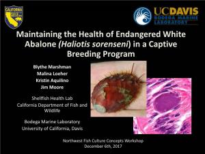 Maintaining the Health of Endangered White Abalone (Haliotis Sorenseni) in a Captive Breeding Program