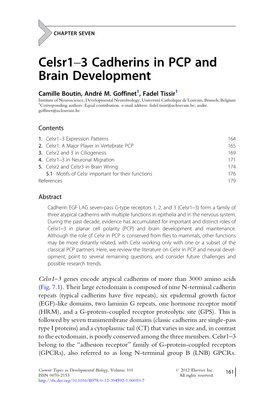 Celsr1-3 Cadherins in PCP and Brain Development