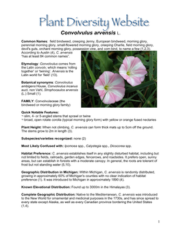 Convolvulus Arvensis L