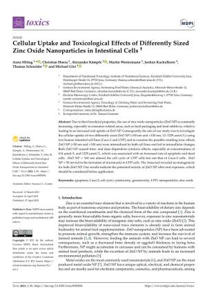 Cellular Uptake and Toxicological Effects of Differently Sized Zinc Oxide Nanoparticles in Intestinal Cells †