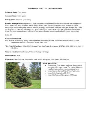Picea Glauca Common Name: White Spruce Family Name: Pinaceae