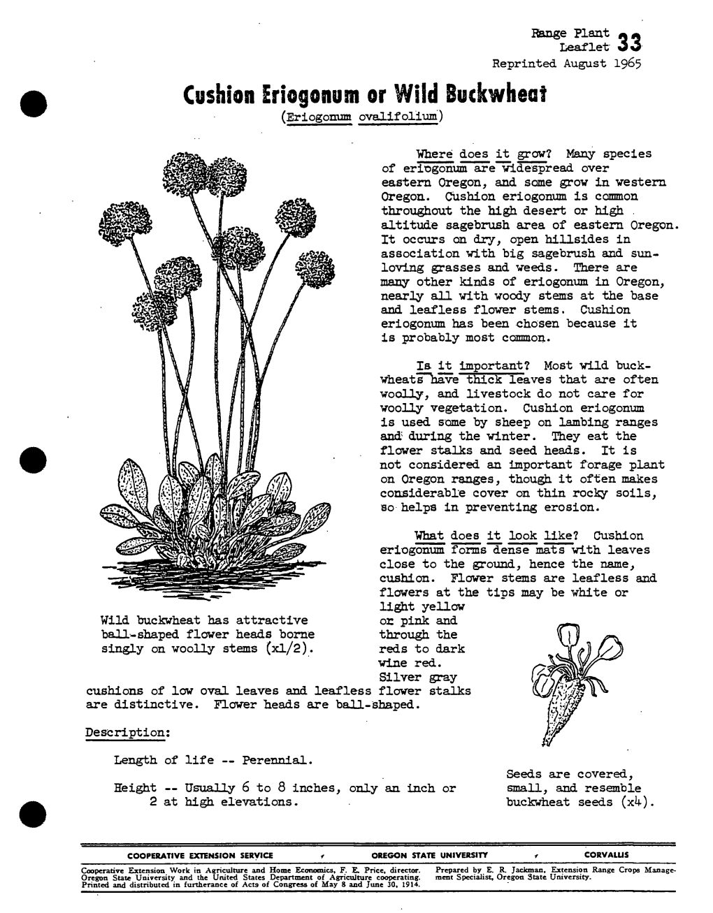 Cushion Eriogonum Or Wild Buckwheat (Eriogonum Ovalifolium)