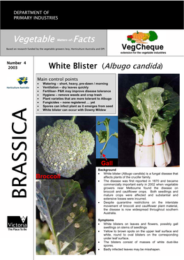 White Blister (Albugo Candida)